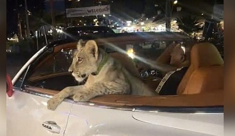 Отдых в Таиланде завершился для туриста депортацией из-за ручного льва