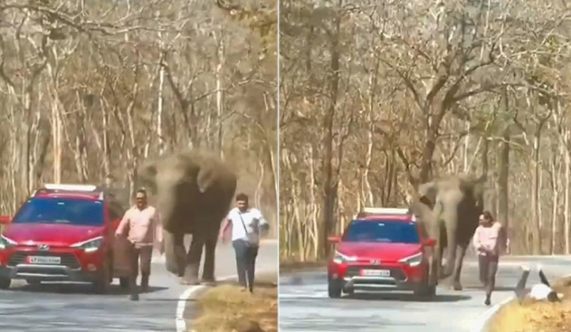 Новости туризма: в Индии слониха напала на туристов в заповеднике