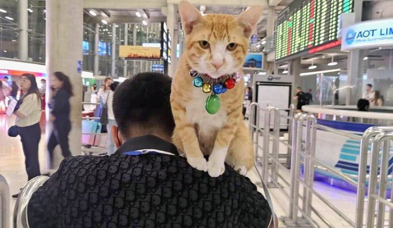 В аэропорту Бангкока намерены ввести правило об обязательном поводке для кошек и собак