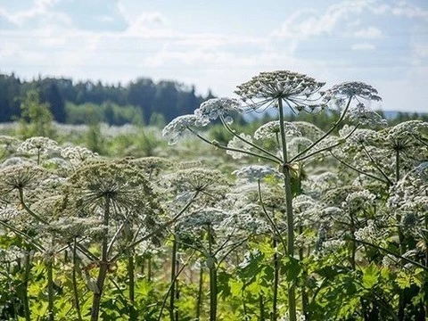 Что может сделать борщевик человеку? Объясняем по науке